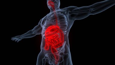 İnsan Sindirim Sistemi Anatomisi. Üç Boyut