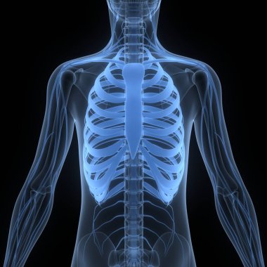 İnsan İskelet Sistemi 'nin 3 boyutlu tasviri Eklem Kemikleri Anatomisi