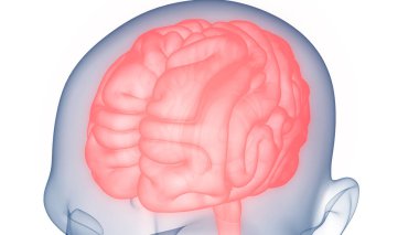 İnsan Merkezi Sinir Sistemi Beyin Anatomisi. 3d