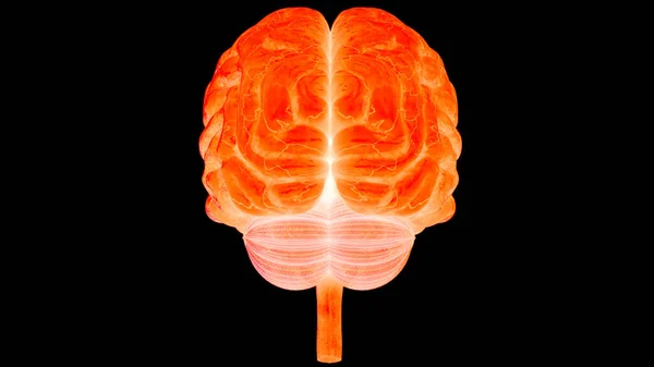 Людська Центральна Нервова Система Мозок Анатомія — стокове фото