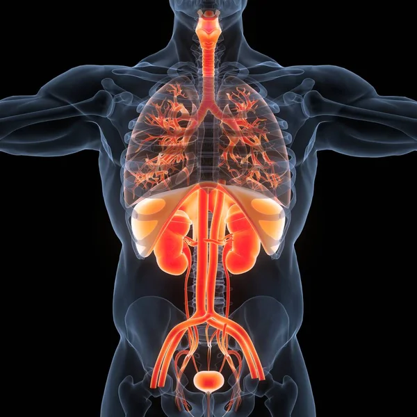 Human Internal Organs Urinary System Anatomy — Φωτογραφία Αρχείου