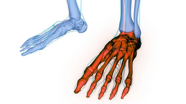 Sistema Esquelético Humano Pies Articulaciones Óseas Anatomía —  Fotos de Stock