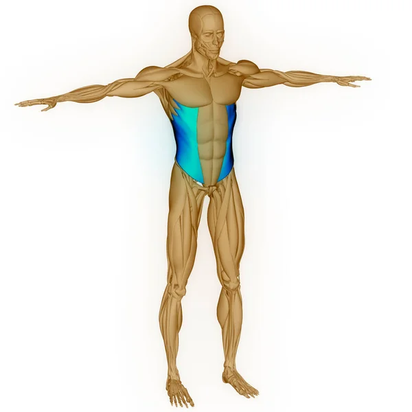 Muskler Anatomi Människokroppen Tredimensionell — Stockfoto