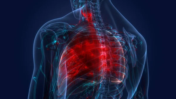 Human Respiratory System Lungs Anatomy — Stock Photo, Image