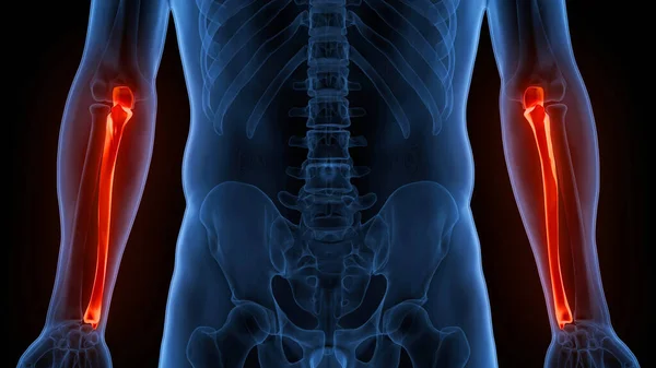 Sistema Scheletrico Umano Anatomia Delle Articolazioni Delle Ossa Omero — Foto Stock