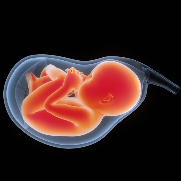 Mänskliga Foster Baby Womb Anatomy Tredimensionell — Stockfoto