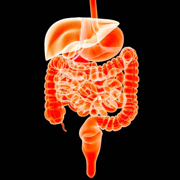 Anatomie Des Menschlichen Verdauungssystems — Stockfoto