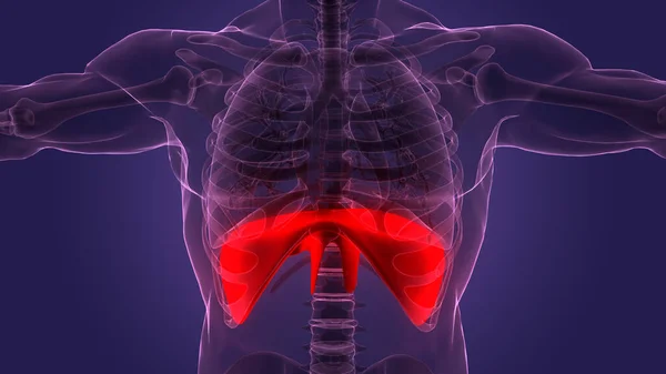 Nsan Diyaframı Anatomisi Illüstrasyon — Stok fotoğraf