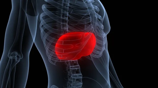 Ludzki Wewnętrzny Organ Trawienny Anatomia Wątroby — Zdjęcie stockowe