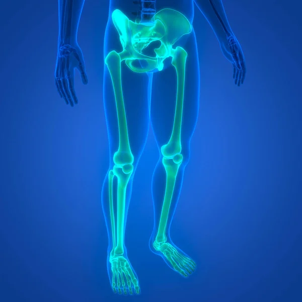 Human Skeleton System Legs Bones Joints Anatomy. 3D - Illustration