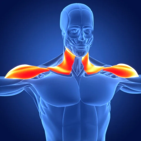 근육계 Human Body Muscular System Neck Muscles Anatomy — 스톡 사진