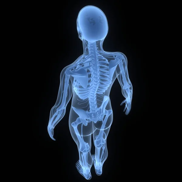 人間の骨格系の3Dイラスト骨関節解剖学 — ストック写真