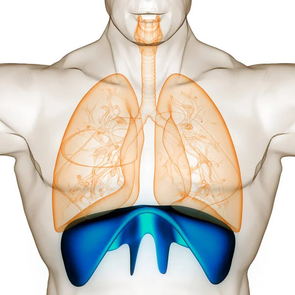 Human Diaphragm Anatomy Illustration — Stock Photo, Image