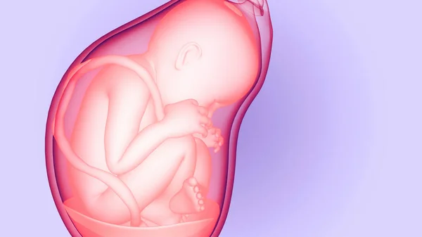 Mänskliga Foster Baby Womb Anatomy Tredimensionell — Stockfoto