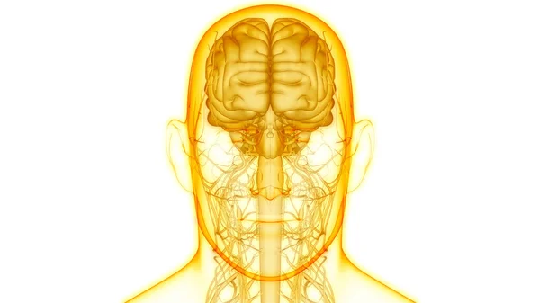 Människans Centrala Nervsystems Hjärna Anatomi Tredimensionell — Stockfoto