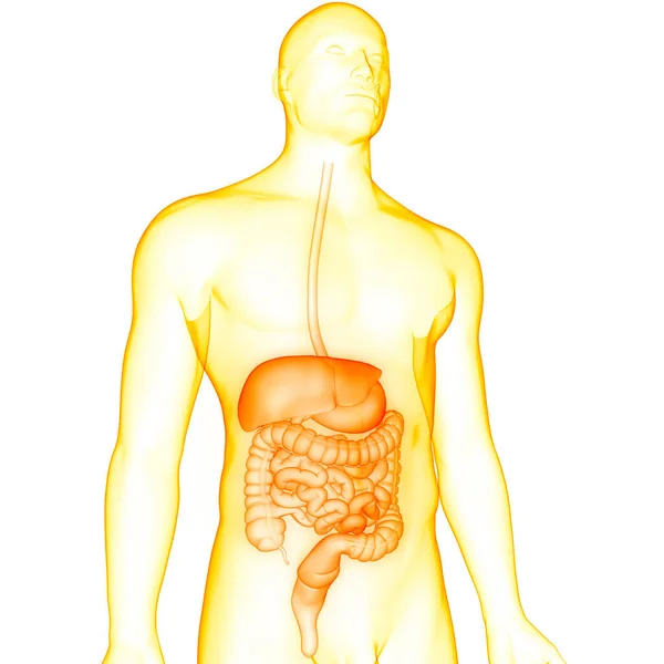 Anatomia Sistema Digestivo Humano — Fotografia de Stock