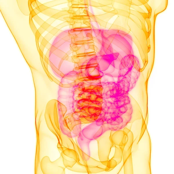 Anatomia Del Sistema Digestivo Umano — Foto Stock