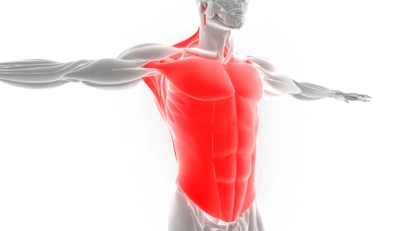 人体肌肉系统解剖 — 图库照片