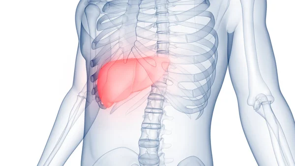 Human Internal Digestive Organ Liver Anatomy Inglés —  Fotos de Stock