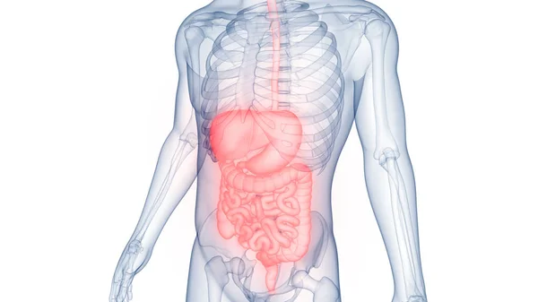 Anatomia Sistema Digestivo Humano — Fotografia de Stock