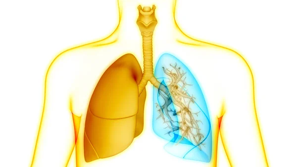 Anatomia Polmonare Del Sistema Respiratorio Umano — Foto Stock