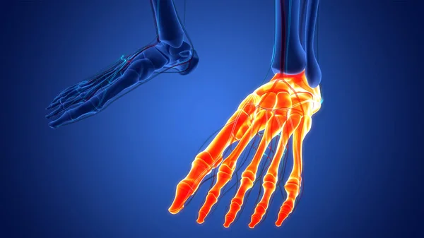 Menschliches Skelettsystem Füße Knochengelenke Anatomie — Stockfoto