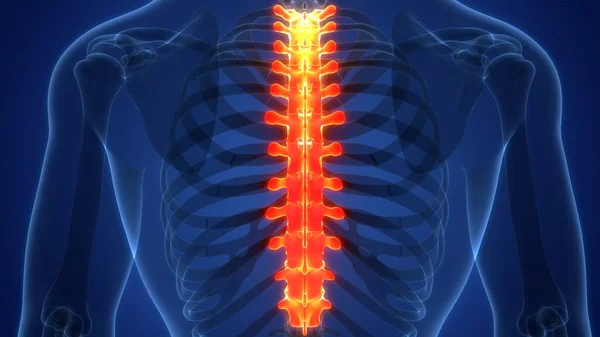 Spinal Cord Vertebral Column Human Skeleton System Anatomy 약자이다 — 스톡 사진