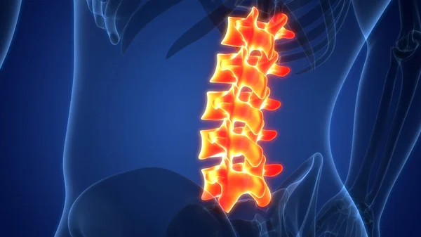 Spinal Cord Vertebral Column Human Skeleton System Anatomy — Stockfoto