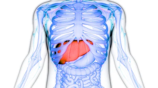 Ludzki Wewnętrzny Organ Trawienny Anatomia Wątroby — Zdjęcie stockowe