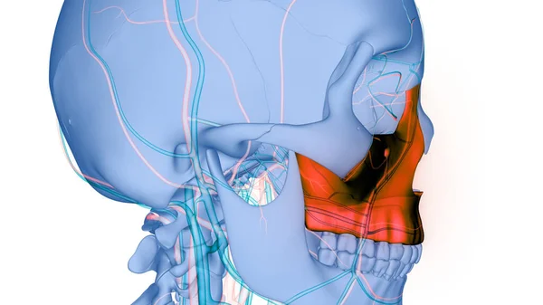 Sistema Esquelético Humano Piezas Del Hueso Del Cráneo Maxilla Anatomía —  Fotos de Stock