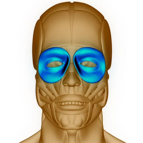 3D Illustration of Human Face Muscles