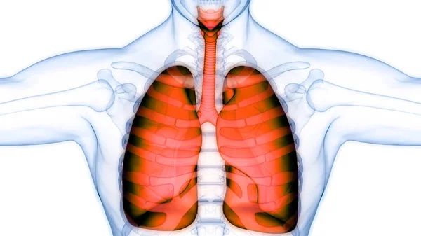 인간의 Human Respiratory System Lungs Anatomy — 스톡 사진