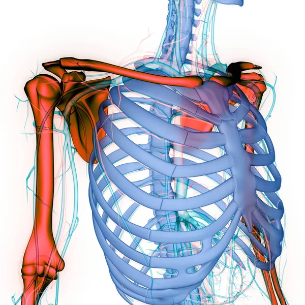 Анатомия Костных Суставов Грудного Пояса Человеческой Скелетной Системы — стоковое фото