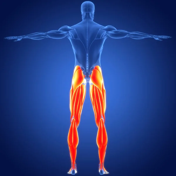 Human Muscular System Muscles Anatomy. 3D