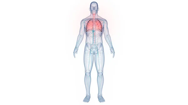 Human Respiratory System Lungs Anatomy — Stock Photo, Image