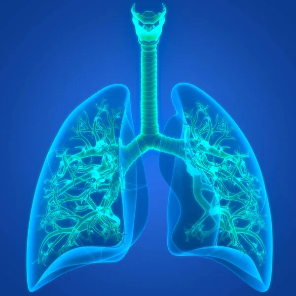 Human Respiratory System Lungs Anatomy — стокове фото