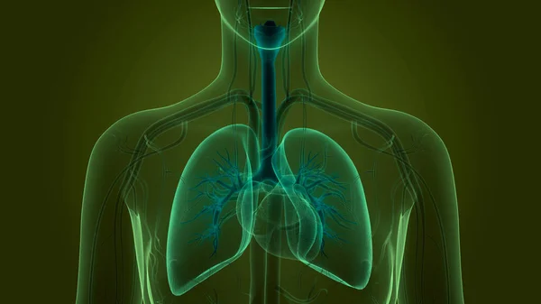 Anatomia Polmonare Del Sistema Respiratorio Umano — Foto Stock