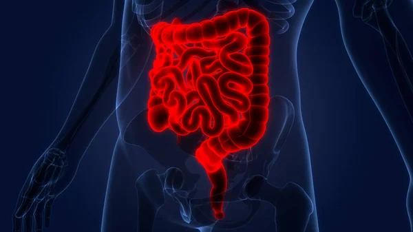 Anatomía Del Sistema Digestivo Humano — Foto de Stock