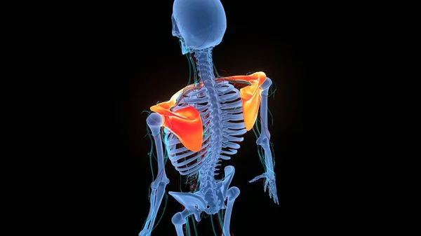 Human Skeleton System Pectoral Girdle Bone Joints Anatomy — Stock Photo, Image