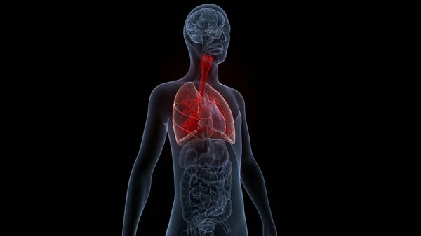 Anatomie Pulmonaire Système Respiratoire Humain — Photo