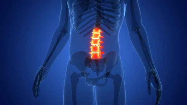 Spinal Cord Vertebral Column Human Skeleton System Anatomy — стокове фото