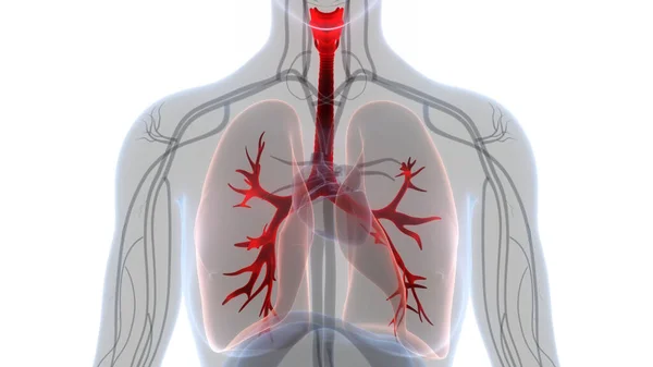 Human Respiratory System Lungs Anatomy. 3D