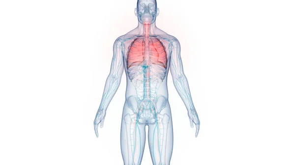 Sistema Respiratório Humano Anatomia Pulmonar — Fotografia de Stock