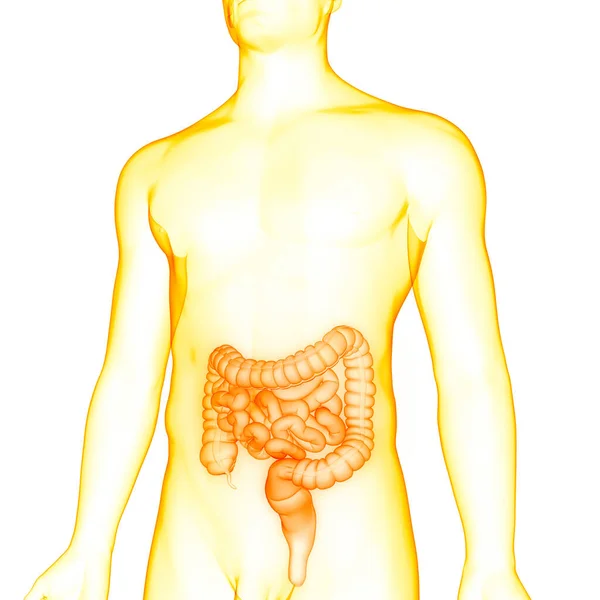 Anatomia Sistema Digestivo Humano — Fotografia de Stock