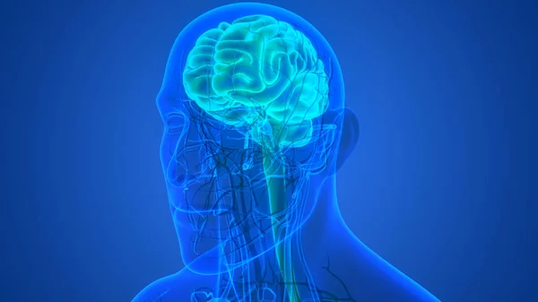 Human Central Nervous System Brain Anatomy — Stock Photo, Image