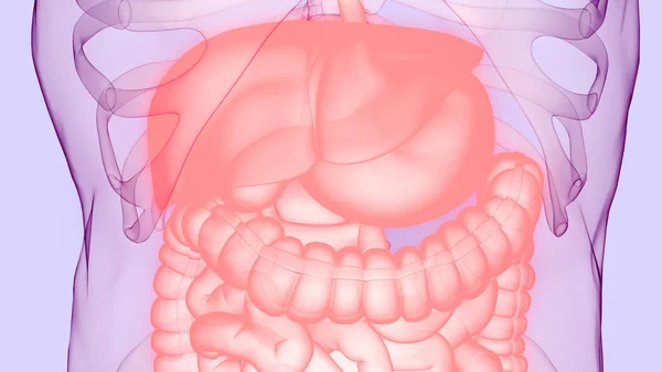 Anatomía Del Sistema Digestivo Humano — Foto de Stock