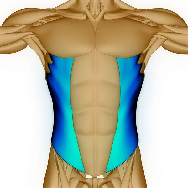 Human Body Muscular System Muscles Anatomy. 3D