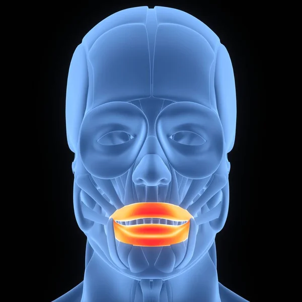 人間の顔の筋肉の イラストレーション — ストック写真