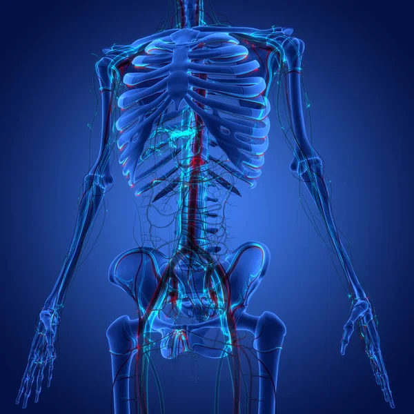 人体骨骼系统骨关节解剖的三维图解 — 图库照片
