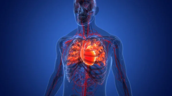 ヒト循環器系心臓解剖学 — ストック写真